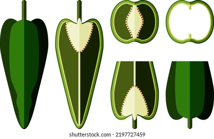 Set of poblano peppers. Whole, half, sliced, and wedges of peppers. Chili peppers. Ancho. Chile ancho. Capsicum annuum. Vegetables. Flat style. Vector illustration isolated on white background.