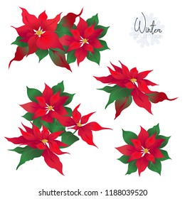 Set with Poincetti flowers. Colored vector illustration. Isolated on white background.