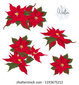 Set with Poincetti flowers. Colored vector illustration. Isolated on white background.