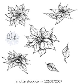 Set with Poincetti flowers. Graphic drawing, engraving style. vector illustration. Isolated on white background.