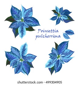 Set of Poinsettia flowers in blue color - Christmas symbols. Vector illustration