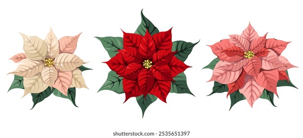 A set of poinsettia flowers of different colors on a white background. Christmas decor. Vector illustration.