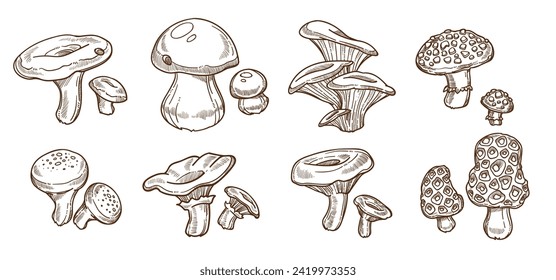 Set of poisonous and edible forest wild mushrooms types. Chanterelle and porcini, amanita and morel, saffron and coral milk caps. Ingredients for eating and healthy dieting. Vector in flat style