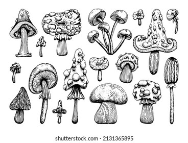 Set of poisonous mushrooms. Amanita muscaria, sketch style grebe. Deadly fly agaric. Dangerous forest mushroom. Black and white line art hand drawn vector. Psychedelic fungus.