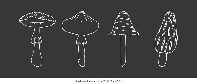 Set of poisonous mushrooms. Doodle. Vector illustration isolated on dark background. Morel,  fly agaric, toadstool. Different types in the style of line art. Chalk board.