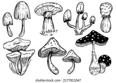 Set of poisonous mushrooms. Fly agaric. White toadstool. Mushroom family. Sketch. Graphics. Hand drawn vector illustration. Dangerous mushrooms on a white background.