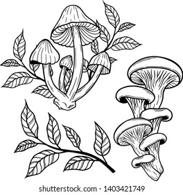 Set of poisonous mushrooms line art, vector illustration isolated on white. Sketch style hand drawn. Decorative element for halloween or pagan witchcraft theme, black magic