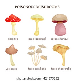 Set of poisonous mushrooms. Red amanita, isolated false chanterelle, false armillaria, satanic fungus, pale toadstool. Vector illustration. Cartoon style.