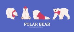 Set Of Polar Bears In Different Poses Flat Style, Vector Illustration Isolated On Blue Background. Design Elements Collection, Place For Text, Characters In Crimson Clothes