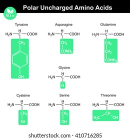 Set of polar uncharged amino acids with marked radicals - tyrosine asparagine, glutamine, cysteine, glycine, serine, threonine, molecular structures, 2d vector, eps 8