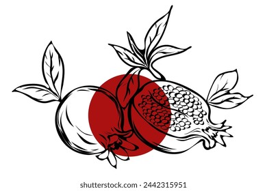 set of pomegranate drawings vector illustration
