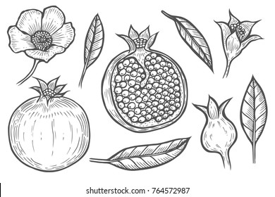 Set of Pomegranate fruit, berry and flowers leaves. Engraved hand drawn vintage retro vector