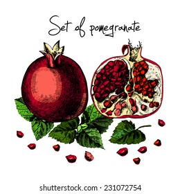 Set of pomegranate. Illustrations. Vector. Hand drawing.