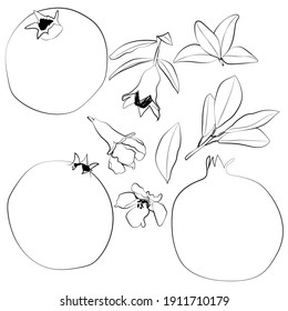Set of pomegranates, leaves, flowers, linear black and white pattern.
