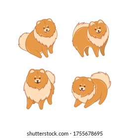 Set of Pomeranian Spitz on the white background. Vector illustration of Pomeranian for websites, applications, prints.