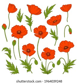 Set of poppies. Colored elements of poppies: flowers, stem, leaves on white background. Hand drawn vector illustration for your design. 