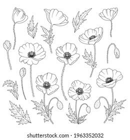 Set of poppies. Elements of poppies: flowers, stem, leaves in black contour on white background. Hand drawn vector illustration for your design. 