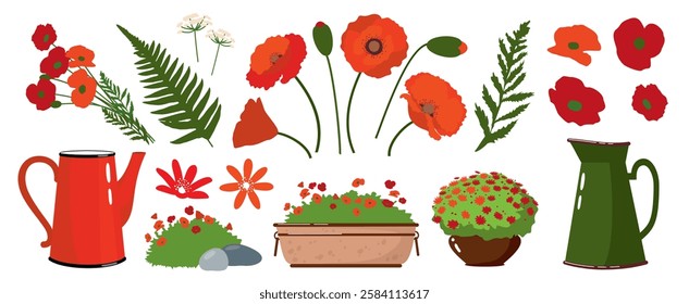 A set of poppies - flowers, buds, stems, leaves, bouquets. Garden poppy flowers in a jug and in a garden pot. Illustrated vector clipart.