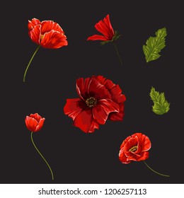 Set with poppies flowers. Vector botanical illustration