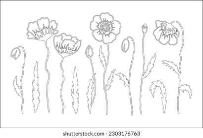 Set of poppies outline. Vector vegetal botanical decorative elements in black and white, contours and different forms and silhouettes of poppy flowers, buds and leaves.