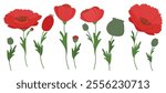 Set of poppies. Red poppy flowers or anemones, stems and leaves on white background. Vector illustration for print, cards, packaging and other design