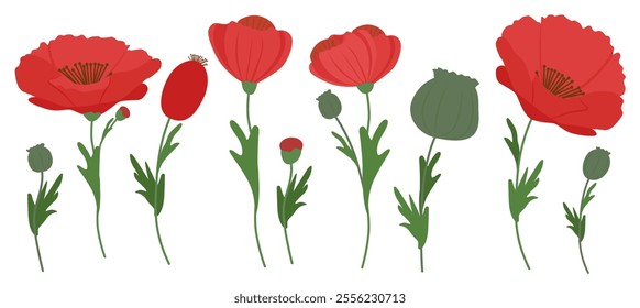 Set of poppies. Red poppy flowers or anemones, stems and leaves on white background. Vector illustration for print, cards, packaging and other design