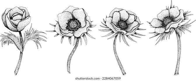 Set poppy anemone (Anemone coronaria) flowers. Hand drawn spring flowers. Monochrome vector botanical illustrations in sketch, engraving style.