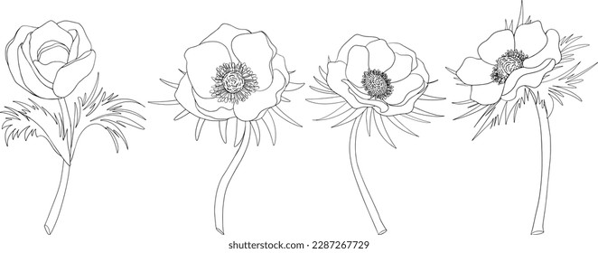 Set poppy anemone (Anemone coronaria) flowers. Hand drawn spring flowers. Monochrome vector botanical illustrations in sketch, engraving style.