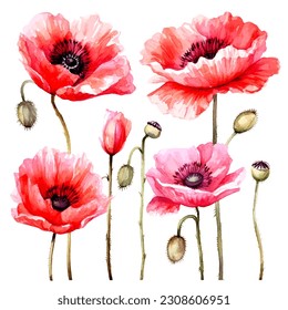 set of poppy flower watercolor