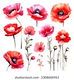 set of poppy flower watercolor