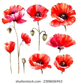 set of poppy flower watercolor