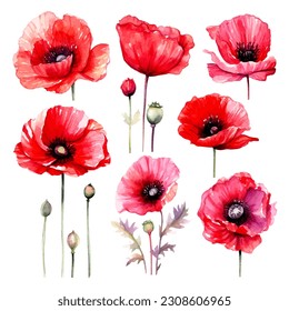 set of poppy flower watercolor