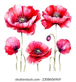 set of poppy flower watercolor