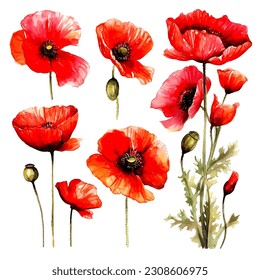 set of poppy flower watercolor