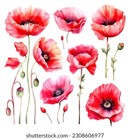 set of poppy flower watercolor