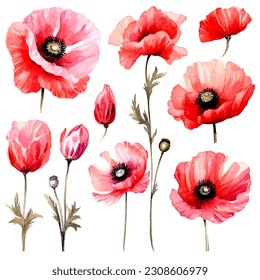 set of poppy flower watercolor