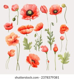 Set of Poppy Flower Watercolor