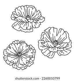 Set of poppy flowers. Beautiful decorative plants.