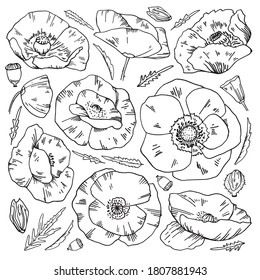 Set of poppy flowers and leaves. Hand drawn outline vector sketch illustration isolated on white background