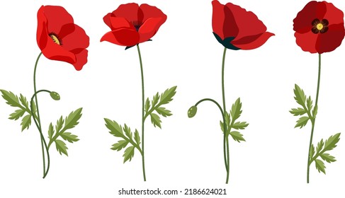 Set of poppy flowers on white background illustration