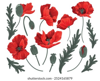 set of poppy flowers with red petals, buds and boxes. For invitations, banners, prints, different designs