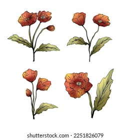 Set of Poppy Flowers in Watercolor Hand Drawing Graphics 02