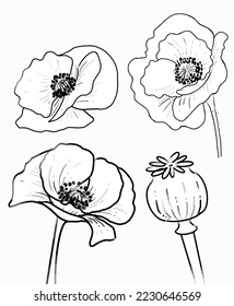Establecer la ilustración de la amapola. Pintura vectorial de flores aislada en un fondo blanco. Arte floral en línea