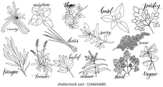 Set of popular culinary herbs with hand written names. Rosemary, majoram, thyme, basil, parsley, chives, savory, sumac, tarragon lavender bay leaf verbena chervil oregano