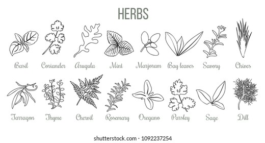 Set of popular culinary herbs. realistic style. icon outline sketch Basil, coriander, mint, rosemary, basil, sage, thyme, parsley silhouette etc. For cosmetics, store health care tag label food design