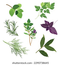 Set of popular culinary herbs and spices. Mint and rosemary, basil, thyme, parsley, dill, bay leaf. Vector flat illustration. For health care, store, cosmetics, food design