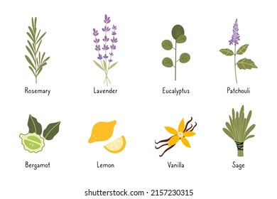 Set of popular essential oil plants, cartoon style. Concept of nature aromatherapy. Trendy modern vector illustration isolated on white background, hand drawn, flat design.