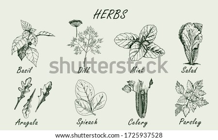 Set of popular herbs in cooking. Collection isolated on background. Vector sketches hand drawn illustration background. Flyer, booklet advertising and design. Line art style. Stock photo © 