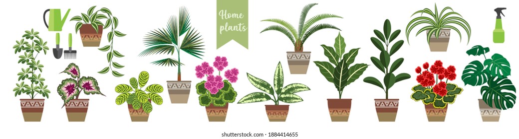 set of popular house plants in a horizontal format. thirteen flowering and ornamental plants and care items. stock vector illustration. EPS 10.