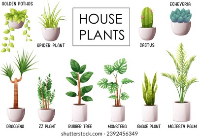 Conjunto de plantas interiores populares con nombres. Planta de serpientes, planta de zz, planta de araña, palma majestuosa, dracaena, baches dorados, monstera, ficus elastica, equeveria, cactus